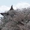 丸岡城の桜