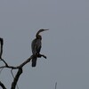 水路の水鳥たち