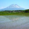 今日から６月です