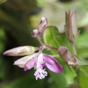 ヒメハギの開花