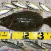 堤防から42cmのヒラメが釣れた