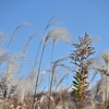 🌾冬の荒川河川敷