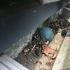 【雨樋清掃　横浜市緑区】屋根だけでなく、雨樋に関するご相談も承ります。