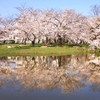 住吉公園の見事な「逆さ桜」