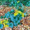 冬の花と野菜・果物直売所〜こんなときだから〜