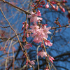 紅枝垂れ桜