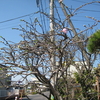 庭の花桃、開花しました。