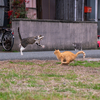 隣県離島のねこさん