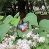 年少　今日も会えたぁ🦋✨