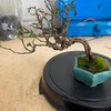 植え替え作業スタート！