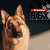 REX部門別ランキング☆REXスタント犬ランキング