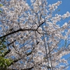 京都で花見（計画～京都御苑）