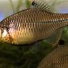 カゼトゲタナゴの婚姻色🐟