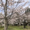 市営公園 満開の桜20240407