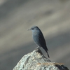 Blue Rock Thrush イソヒヨドリ (インドの鳥その71)