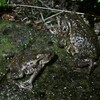 雨上がりの小金井公園でカエルを嗜む