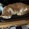 ノートパソコンの上で眠る💤茶白の🐯猫ちゃん。