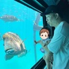 ケアンズが子連れ旅にピッタリの理由！（記事執筆）
