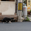 近隣繁華街のねこさん