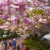 八重の遅咲き桜　見ごろ　西東京いこいの森公園