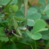 カマキリの食事　蟻を食べる