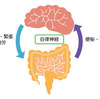 脳と腸の関係：脳腸相関