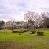 赤塚公園の桜～つくば市とその周辺の風景写真案内（１２６０） 