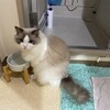 今朝は玄関でお見送りしてくれたふくちゃん