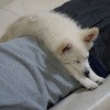 もっちゃんとの日課