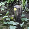 【金華山】岩戸公園から達目ハイキングコースへ。ヒメコウホネを観察。