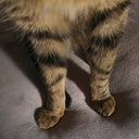 猫に媚びる生活。（仮）