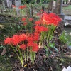 諏方神社の彼岸花　蓮華寺さんの横のクチナシ　