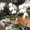 #胡蝶蘭の花数は31個