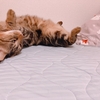 お腹見せて野生を忘れた猫ちゃんｯｯｯ‼️😳💖