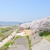 背割堤の春。2018年の桜の開花状況。