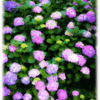 紫陽花(3)