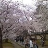 　夢のような桜