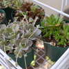 多肉が増え始めました！