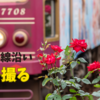 都電荒川線沿いを歩きながらバラを撮る