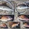 ベストシーズンイン！海上釣堀(傳八屋)好釣！