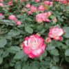 伊丹市・荒巻バラ公園