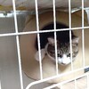 猫ちぐらとキジ白トラにゃんこ