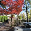 三宝寺_紅葉（東京都練馬区）