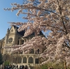 ソー公園の桜🌸はもう少し