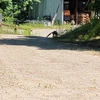 6月の園内風景