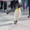 キングペンギンin松島水族館