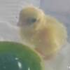 まぼろしのヒヨコ Part.1🐤