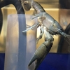 バスキューザ(procambarus vazquezae)の繁殖