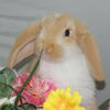 小動物・仙台市名取市/ペット・うさぎ/ホーランドロップ取扱店
