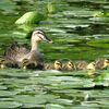 〇都会の水郷のカルガモ親子とイトトンボ夫婦